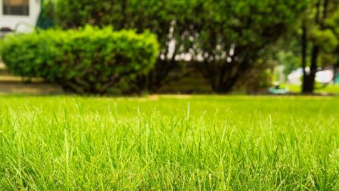 Pasto más verde y sano: Riégalo con esta sustancia