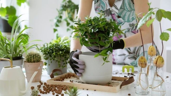 ¿Sabes qué es la terapia hortícola y cómo te puede ayudar a calmar el estrés?