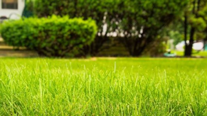 Pasto más verde y sano: Riégalo con esta sustancia