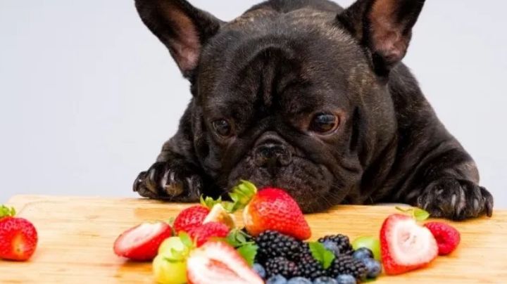 Trucos para evitar que tu perro te pida comida en la mesa