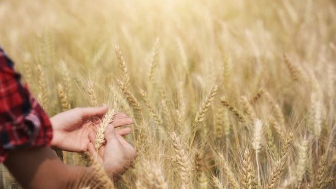 Conoce las propiedades benéficas que tiene la cebada en la salud y la piel