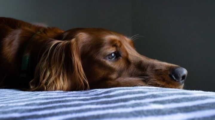 Los perros atraviesan el duelo tras la pérdida de su compañero canino