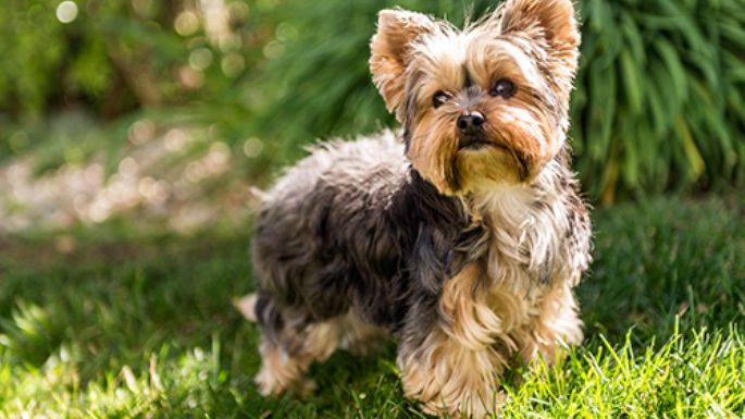 ¿Mascotas petit? Consejos que te ayudarán a cuidar de tu perro de raza pequeña