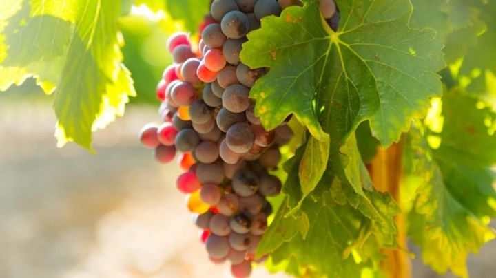 Protector solar natural: Conoce los beneficios de las uvas en tu salud