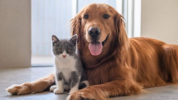 Esto es todo lo que debes saber de la aromaterapia para mascotas