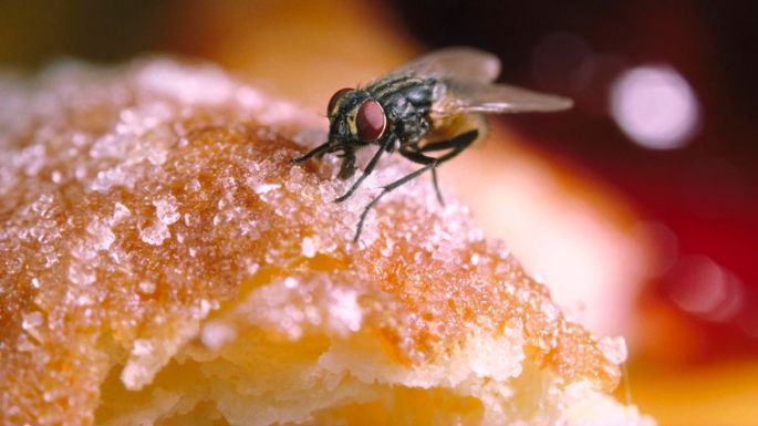 Esto es lo que debes hacer si ves una mosca en tu comida