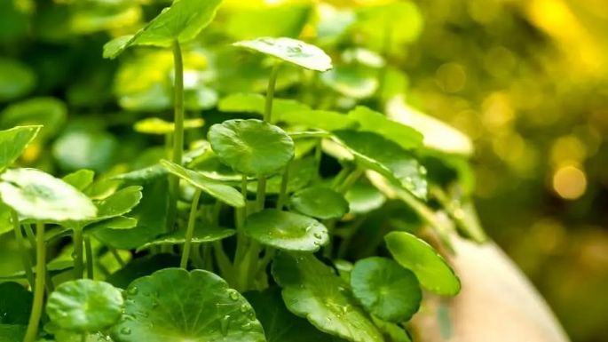 Conoce los beneficios de la centella asiática; el ingrediente top para el cuidado de la piel