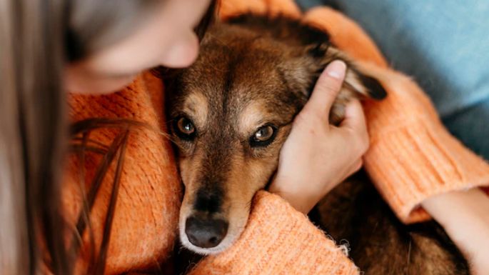 ¿Adoptaste un perro? Su presencia puede ayudarte a reducir el estrés