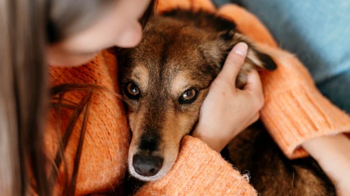 ¿Adoptaste un perro? Su presencia puede ayudarte a reducir el estrés