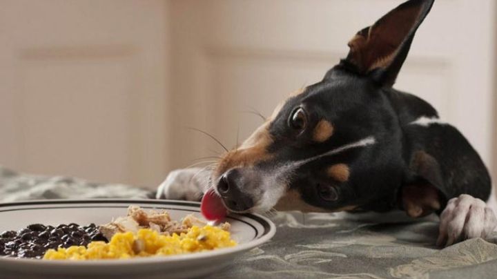 ¿Qué pasa si mi perro come sal en exceso?
