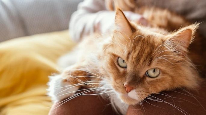 ¡No te asustes! Las bolas de pelo en los gatos nos son peligrosas