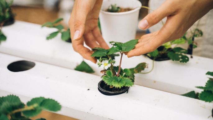 ¿Plagas en tus plantas? Salva a tus verdes amigas con insecticida de pepino