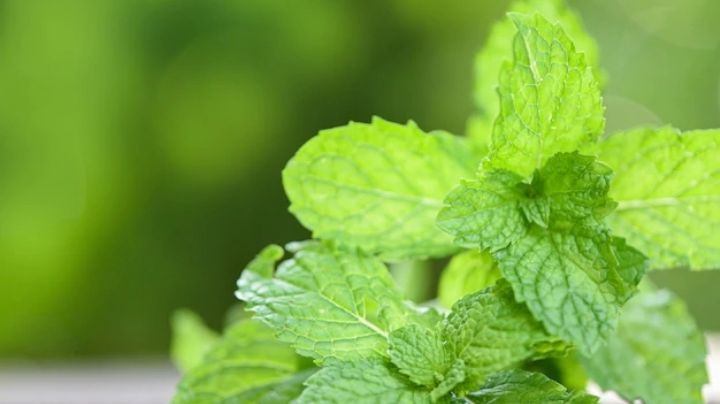 Elabora tu propio shampoo de menta para eliminar la caspa o controlar el cabello graso