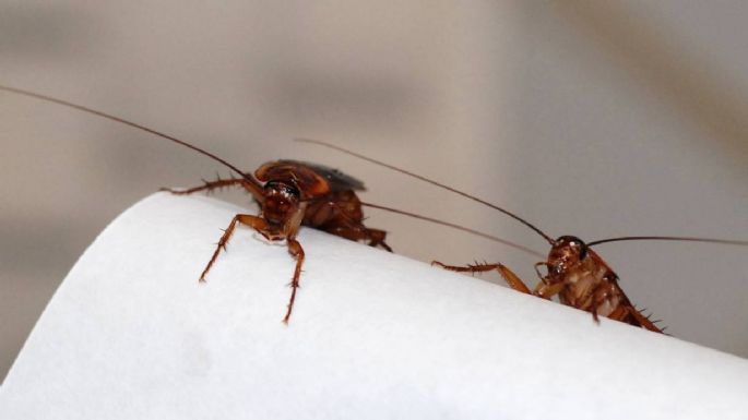 Trucos sencillos, naturales y efectivos para deshacerte de las cucarachas en casa