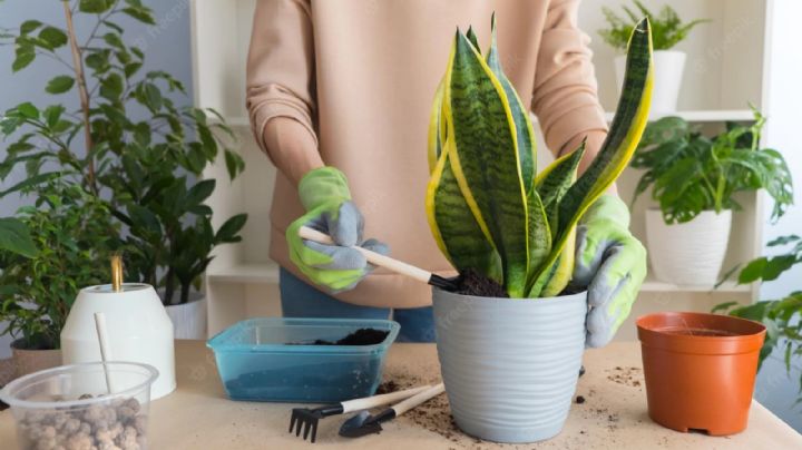 Tips de cuidado para mantener tu sansevieria o lengua de suegra con un buen color