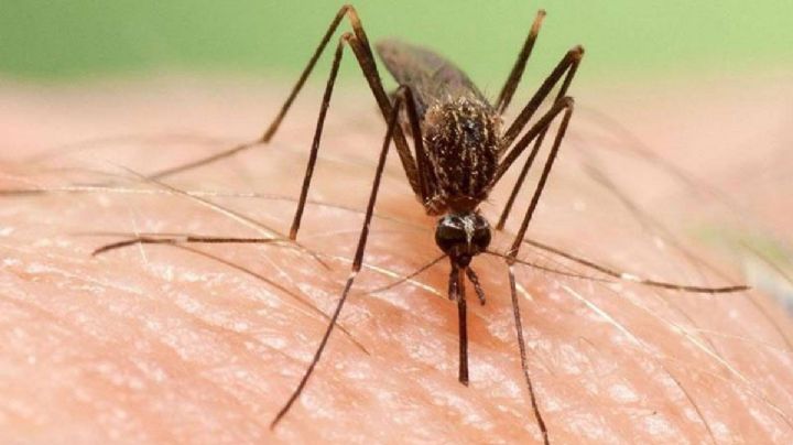 Zika, chikungunya y dengue: Cómo prevenir estas enfermedades del mosquito