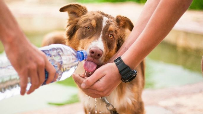 Ellos también lo sienten: Aprende a identificar un golpe de calor en tus mascotas