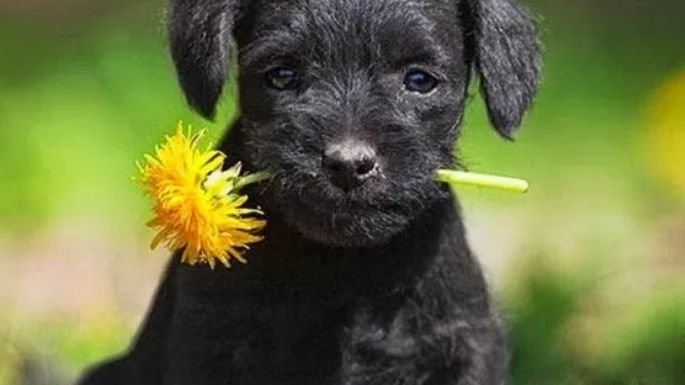 ¿Tienes perro? Mantenlo alejado de estas flores tóxicas para él