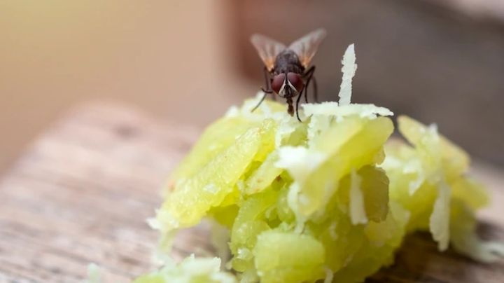 ¡Dile adiós a las moscas! Alimentos con los que puedes ahuyentarlas