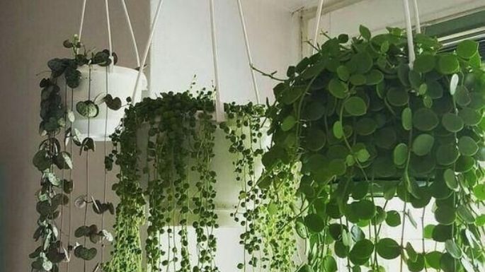 Ideas fáciles para decorar tu casa con plantas colgantes