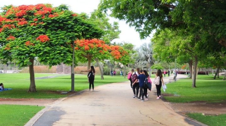 Por esta importante razón debes de vivir lo más cerca que puedas de un parque