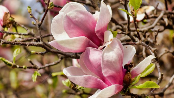 ¿Eres fan de las flores? Así puedes cultivar magnolias en tu casa y usarlas para decorar