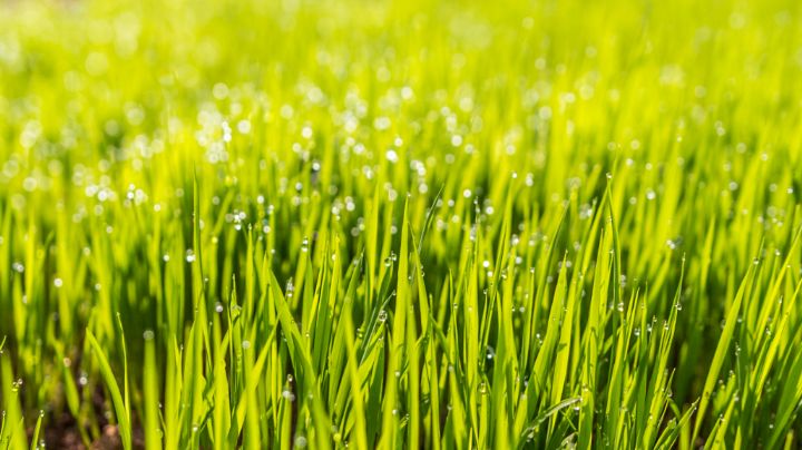 Errores que están terminando con la belleza del pasto en tu jardín