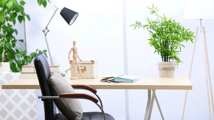 Anima tu oficina con estas 3 plantas ideales para esos espacios