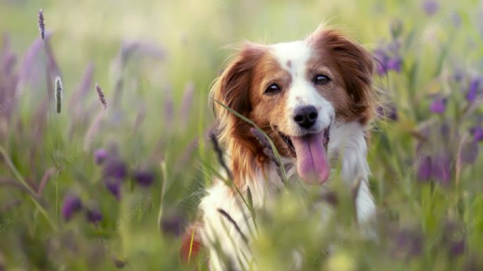 Vinagre de manzana: Así lo puedes usar para cuidar el pelo de tu perro