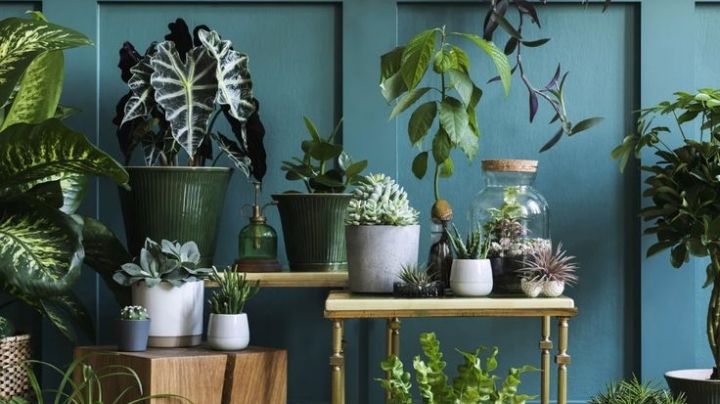 Plantas de interior que no necesitan mucha luz y son fáciles de cuidar