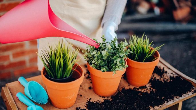 ¿Tienes plantitas? Ayúdalas a estar bien con este abono casero y barato