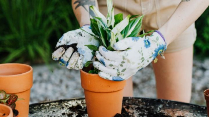 Abono de zanahoria: Lo que tus plantas necesitan para crecer más fuertes