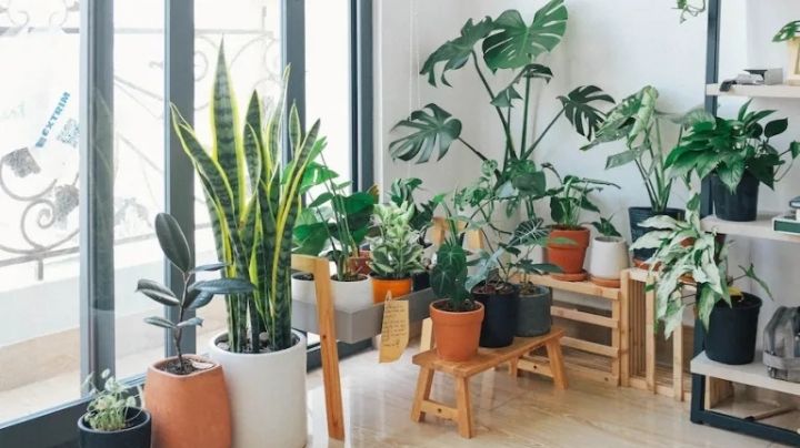 ¿Mucho calor? Plantas que pueden ayudarte a darle un toque de frescura a tu hogar