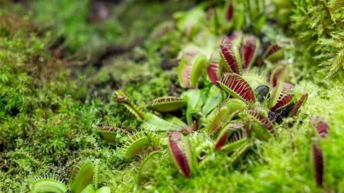 ¿Tienes una planta carnívora? Esto es todo lo que debes saber para cuidarla