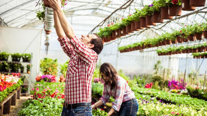 ¿Primeriza en elegir plantas? Checa cuáles son los errores más comunes