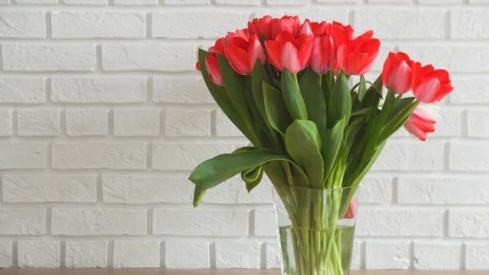 Mantén más tiempo tus tulipanes aprendiendo a cultivarlos en un vaso con agua