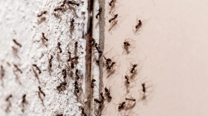 Con este insecticida casero no tendrás que volverte a preocupar por las hormigas