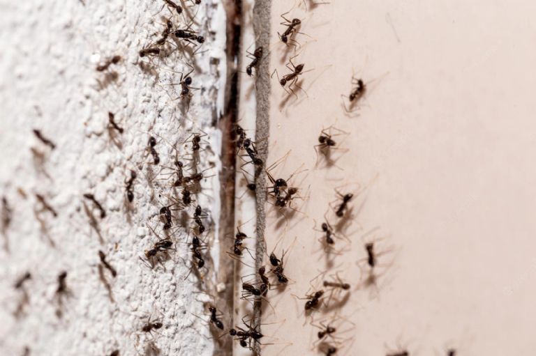 Insecticida conta hormigas y cucarachas