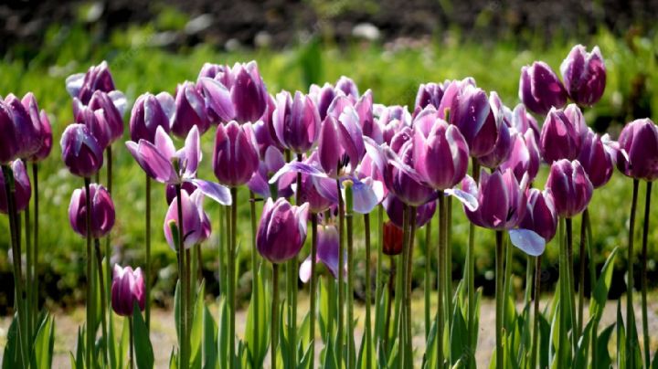 ¿Sabes qué son las bulbosas de primavera y qué cuidados debes darles?