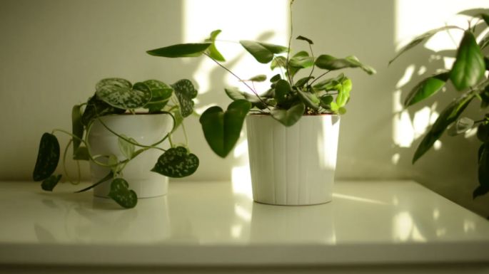 Mantén tu hogar fresco con estas 3 plantas que aromatizan cualquier espacio