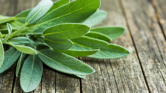 Desvanece las arrugas con el aceite de salvia; sigue el tutorial para prepararlo