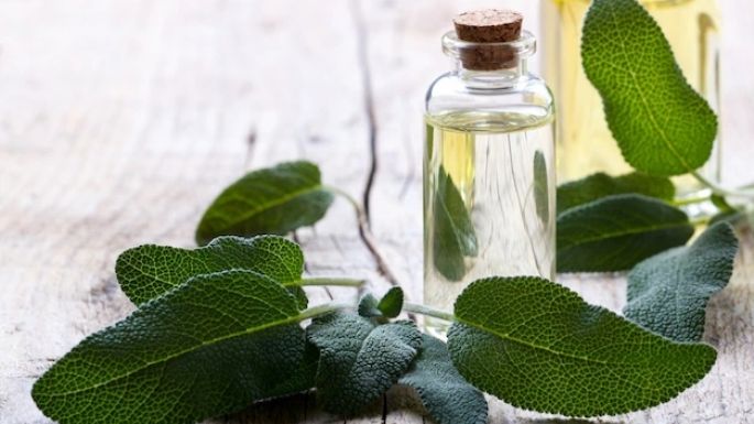 Piel joven: Prepara tu propio aceite es esencial de salvia de forma casera