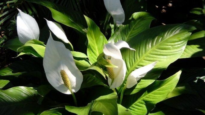 Plantas de interior que te pueden ayudar a purificar el aire de tu casa