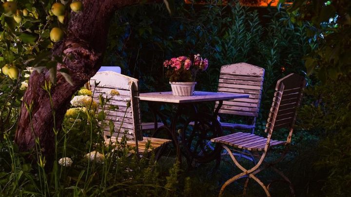 Tres plantas que puedes tener en tu jardín y que florecen solamente en las noches