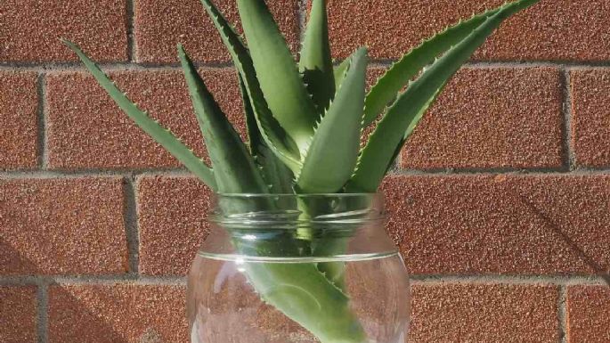 Fácil y rápido: Así puedes cultivar una planta de aloe vera en agua