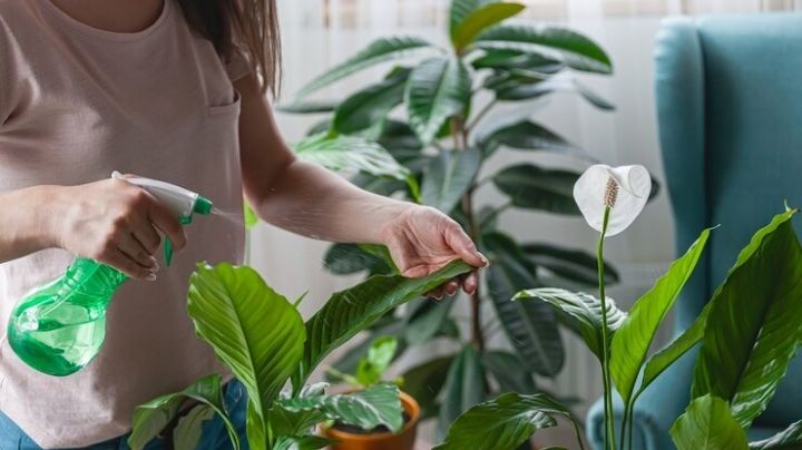 Mantén tus plantas protegidas de las plagas con este tónico casero de chile