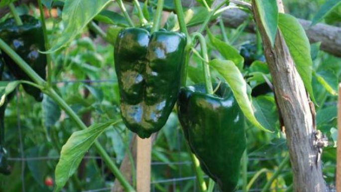 Paso a paso para cultivar chile poblano desde casa ¡No gastes más!