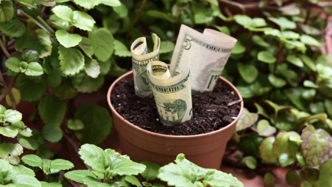 De acuerdo al feng shui: Éstas son las plantas que debes tener en tu casa para atraer el dinero