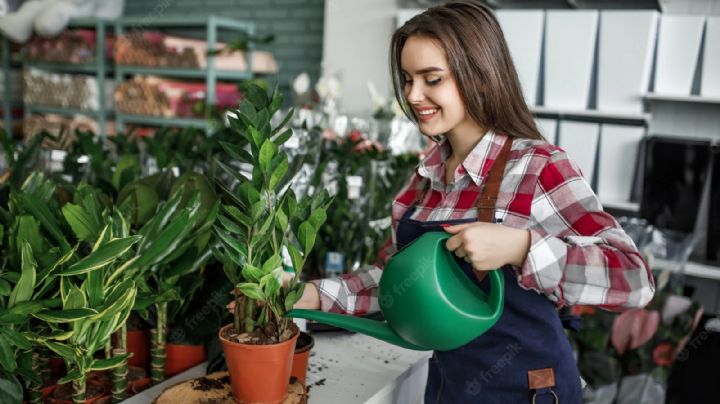 Acelera el crecimiento de tus plantas con este fertilizante casero