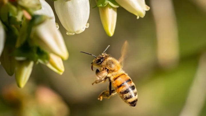 Día Mundial de las Abejas: Curiosidades que seguro no conocías de estos insectos